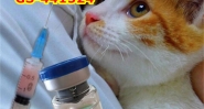 5ml Fipv GS441 Injiection cats Fip gs-441524 For the treatmentof cats abdomen