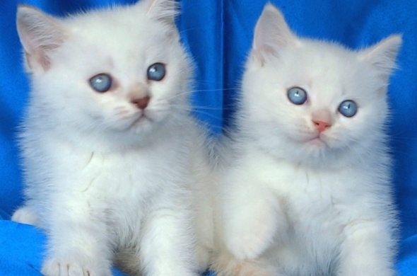 Британски мъжки котенца със сини очи