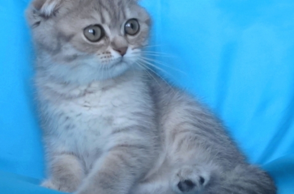 Клепоухо късокосместо котенце