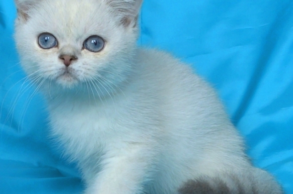 Британско мъжко котенце със сини очи