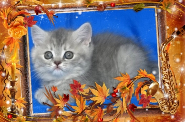 Шотландски късокосмести котенца