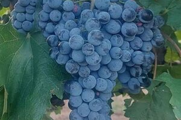 Продавам грозде – винени сортове – Памид, Каберне совиньон