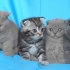 Клепоухи късокосмести котенца