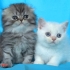 Клепоухо и правоухо мъжки котенца